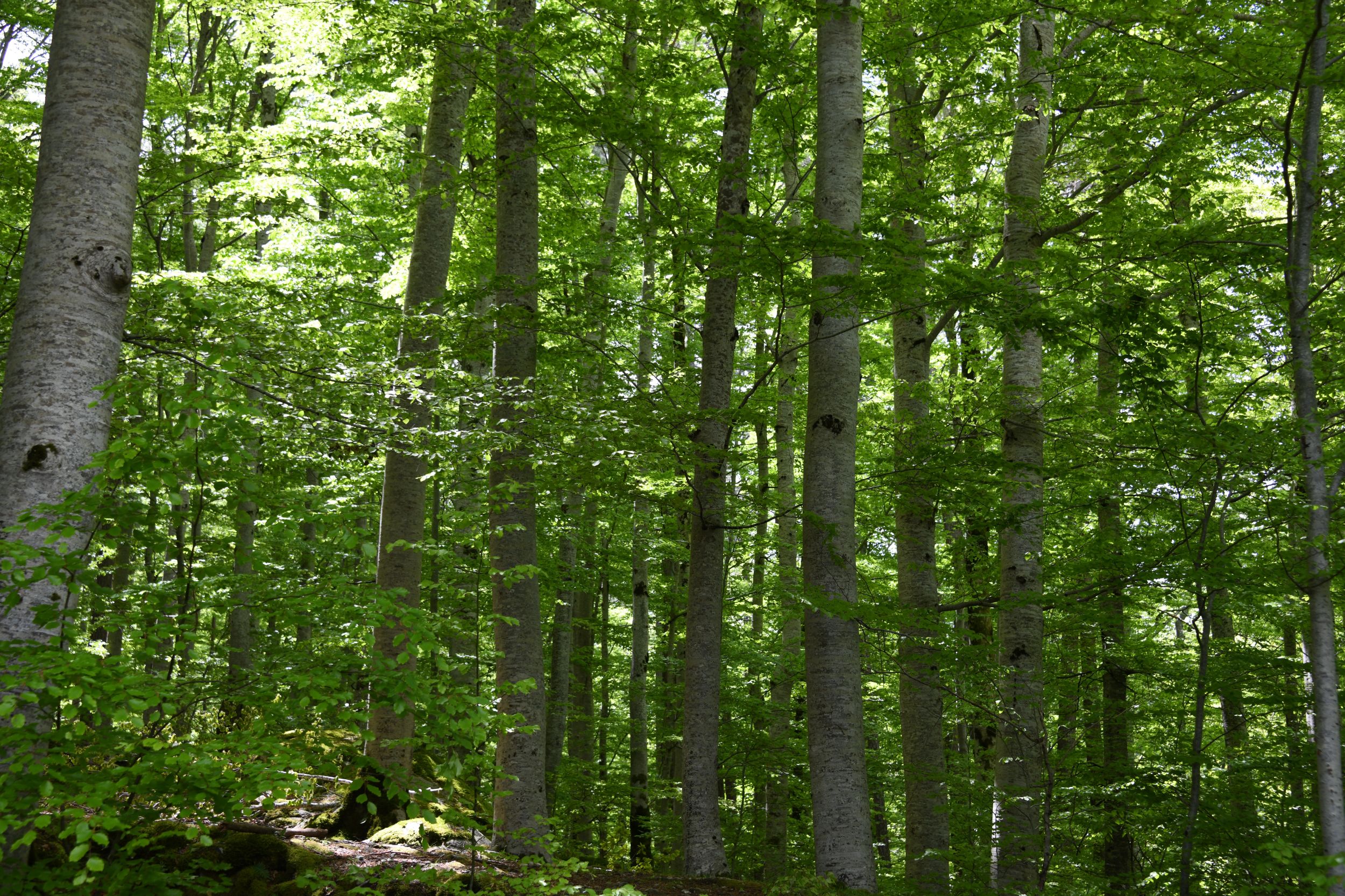 Étape 9 - L'Onda - Vizzavona